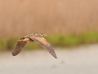 Stage photo animalière