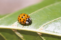 Découverte des insectes