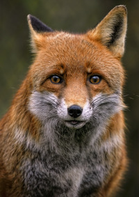 Autour du renard