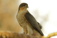 Découverte des oiseaux de proie
