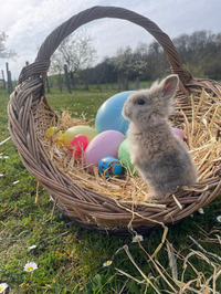 Chasse aux œufs à la ferme