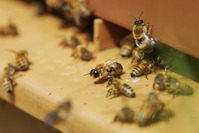 Atelier découverte des insectes