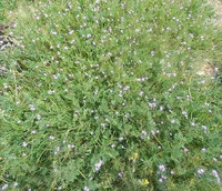 Atelier la cuisine sauvage