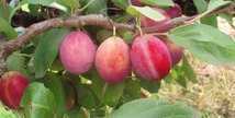 Verger conservatoire arefe prunes et mirabelles de Lorraine - Vigneulles-lès-Hattonchâtel