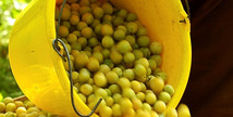 Au grenier fruitier - Geville