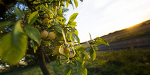Hautcolas fruits - Heudicourt-sous-les-Côtes