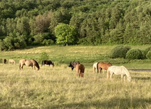 Ferme équestre Le Rupt - Rupt-devant-Saint-Mihiel