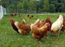 Ferme Oudinot - Saint-Mihiel