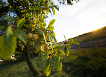 Hautcolas fruits - Heudicourt-sous-les-Côtes