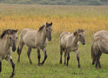 Réserve naturelle régionale de l'étang de Lachaussée - Lachaussée