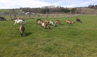 Ferme du P'tit Ban-Houé - Chaillon