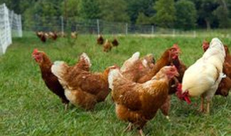 Ferme Oudinot - Saint-Mihiel