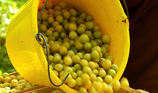 Au grenier fruitier - Geville