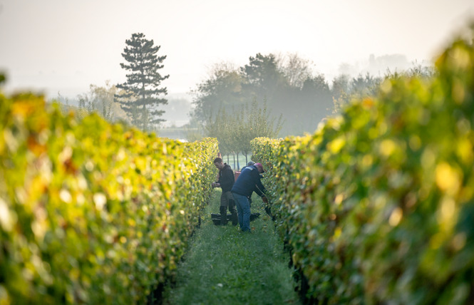 Domaine de Muzy 5 - Combres-sous-les-Côtes