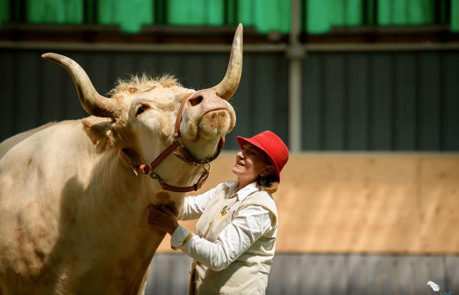 Aston le taureau 1 - Vigneulles-lès-Hattonchâtel