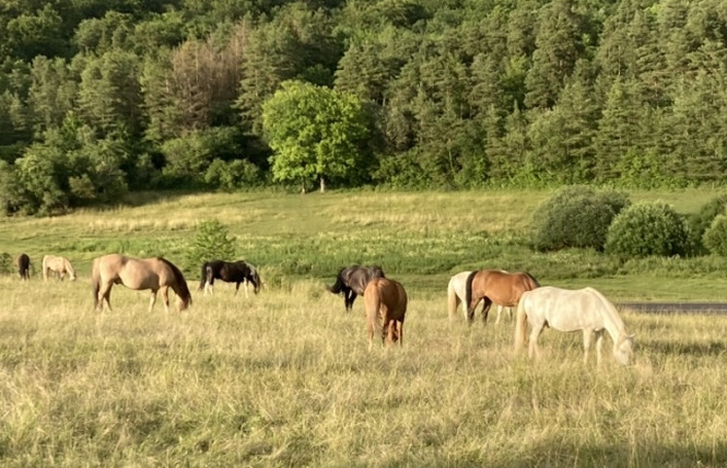 Ferme équestre Le Rupt 1 - Rupt-devant-Saint-Mihiel