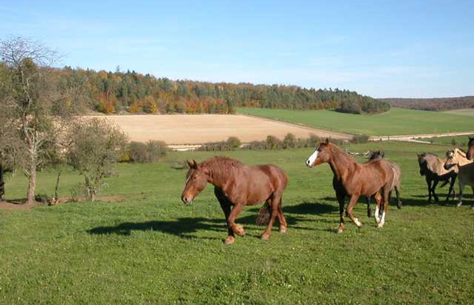 Ferme équestre Le Rupt 2 - Rupt-devant-Saint-Mihiel