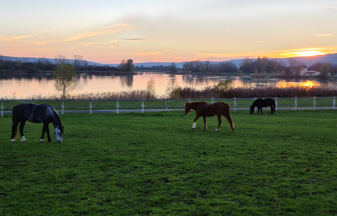 Haras de Madine 2 - Heudicourt-sous-les-Côtes