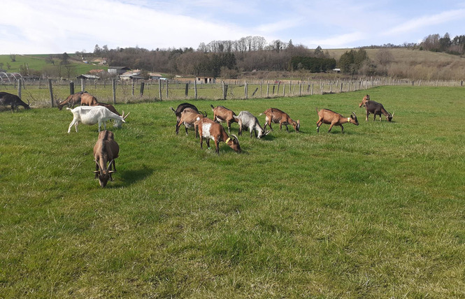 Ferme du P'tit Ban-Houé 1 - Chaillon