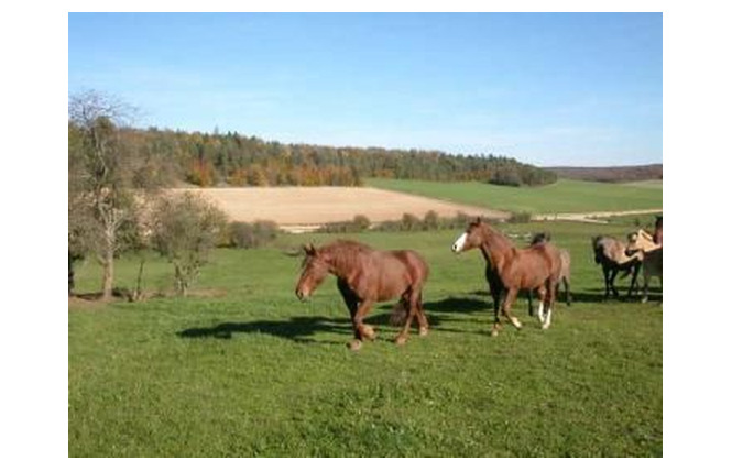 Aire naturelle le Rupt 2 - Rupt-devant-Saint-Mihiel