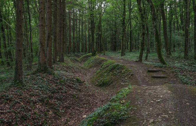 Bois d'Ailly - Tranchée de la Soif 6 - Han-sur-Meuse