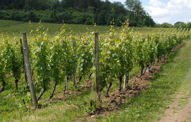 Les côtes de Meuse 4 - Vigneulles-lès-Hattonchâtel