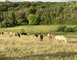 Ferme équestre Le Rupt 1 - Rupt-devant-Saint-Mihiel