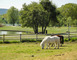 Haras de Madine 4 - Heudicourt-sous-les-Côtes