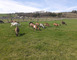 Ferme du P'tit Ban-Houé 1 - Chaillon