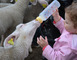Ferme pédagogique de Woimbey 4 - Woimbey