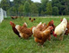 Ferme Oudinot 1 - Saint-Mihiel