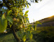 Hautcolas fruits 1 - Heudicourt-sous-les-Côtes