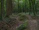 Bois d'Ailly - Tranchée de la Soif 6 - Han-sur-Meuse