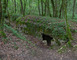 Bois d'Ailly - Tranchée de la Soif 5 - Han-sur-Meuse